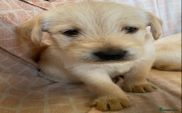 Labradoodle dogs for sale: 2 labradoodle puppies  - Image 6