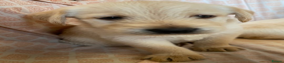 Labradoodle Puppy 2