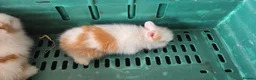 Lionhead rabbits for sale: 2 beautiful purebred lionhead rabbits - Advert 4
