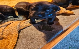 Labrador Retriever dogs for sale: Beautiful  black labrador puppies  - Image 5