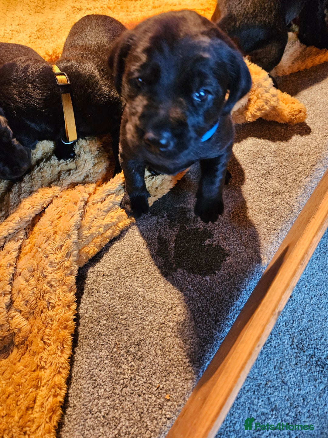Labrador Retriever dogs for sale: Beautiful  black labrador puppies  - Image 5
