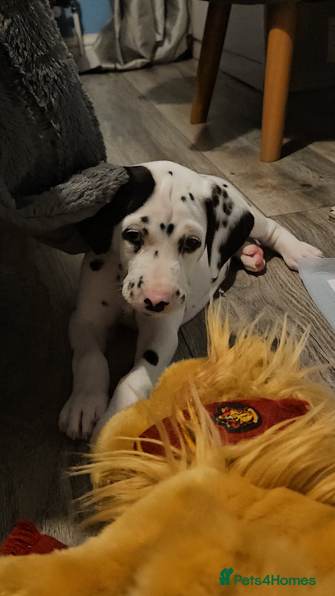 Dalmatian dogs for sale: beautiful dalmatian puppies - Advert 31