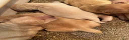 Golden Retriever dogs for sale: Fantastic golden retriever  - Advert 19