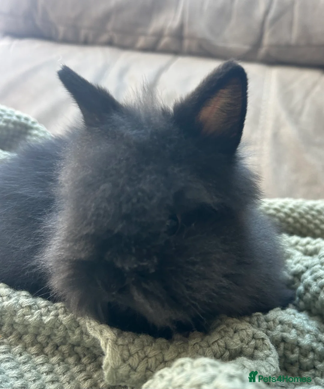 Lionhead rabbits for sale: Double-maned Lionhead Bunnies  - Advert 2