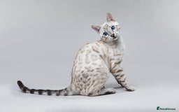 Bengal cats for sale: 🏆OUTSTANDING SHOW WINNING BENGALS KITTENS🔥 - Image 27