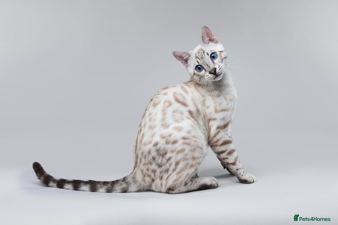 Bengal cats for sale: 🏆OUTSTANDING SHOW WINNING BENGALS KITTENS🔥 - Image 27