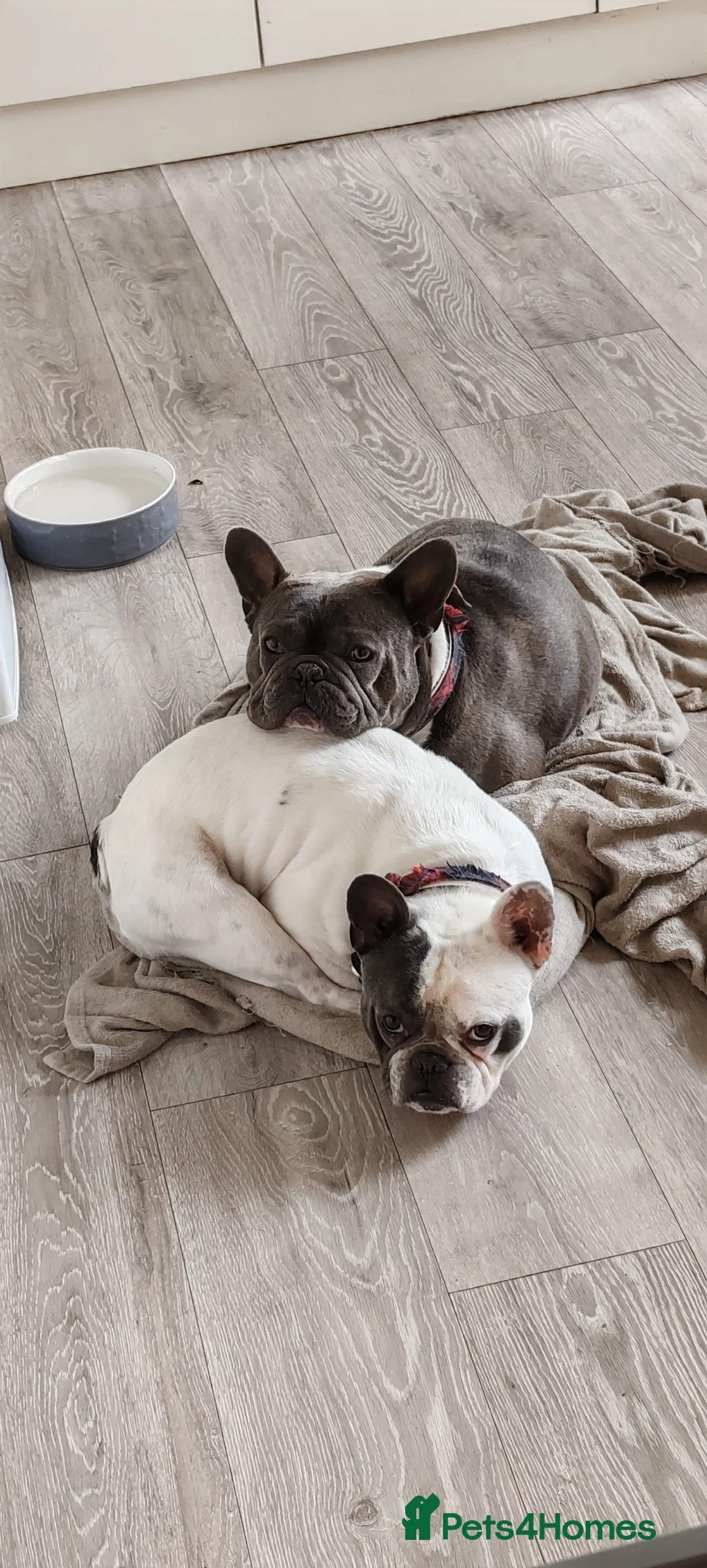 French Bulldog dogs for sale: 6 year old male frenchie - Advert 4