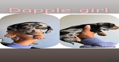 Dachshund dogs - Advert 8