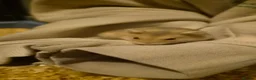 Hamster rodents for sale: Urgent Rehome Needed in North Shields - Advert 2