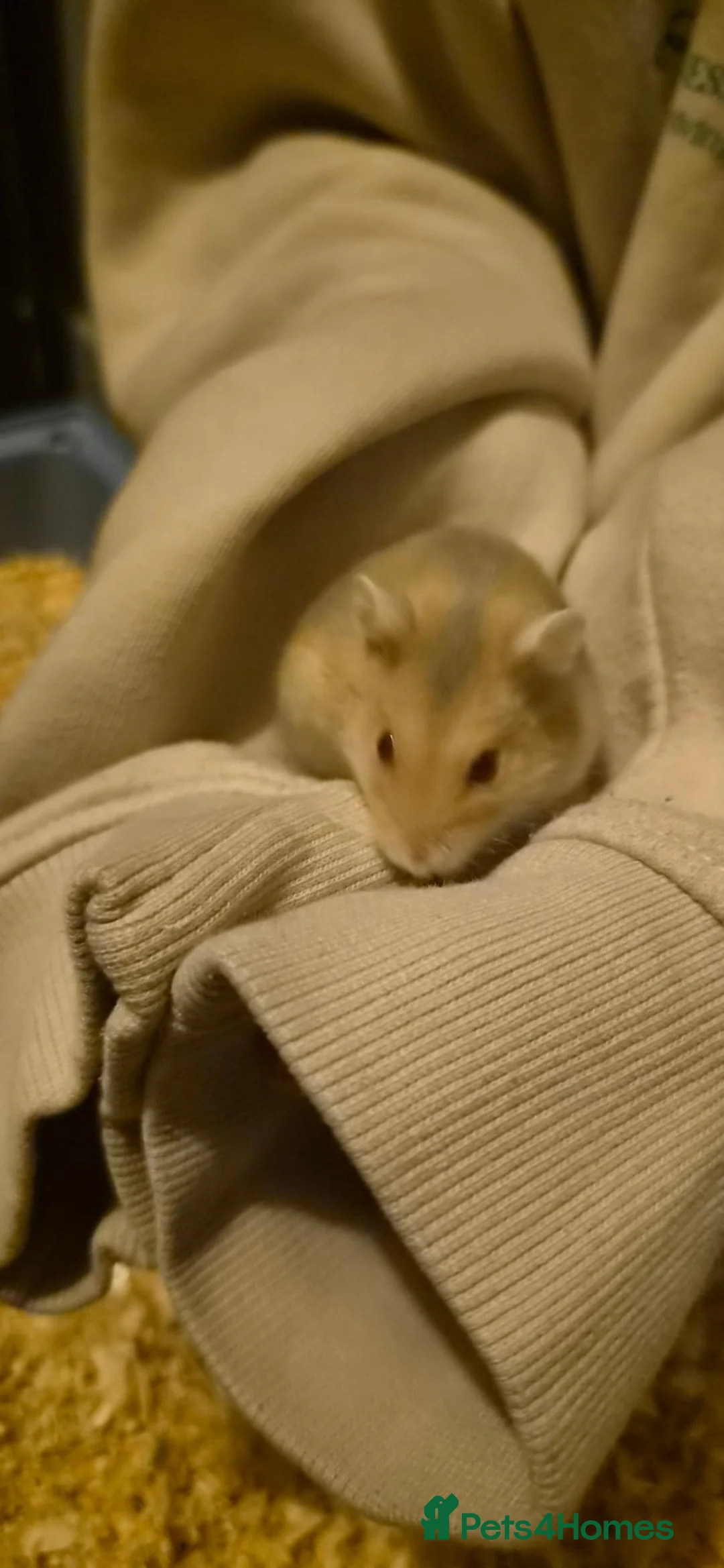 Hamster rodents for sale: Urgent Rehome Needed in North Shields - Advert 2