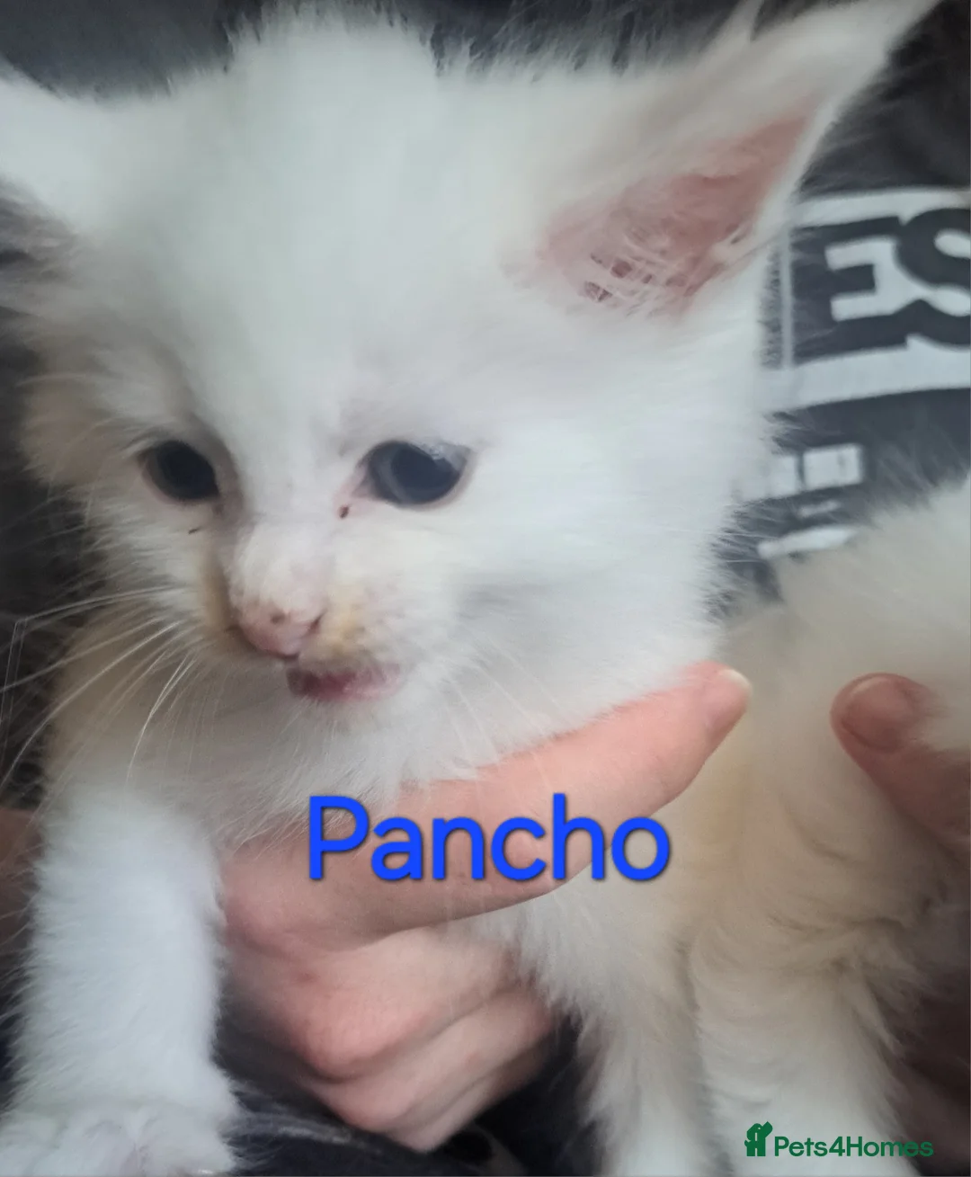 Maine Coon cats for sale: Maine coon Kittens - Advert 1