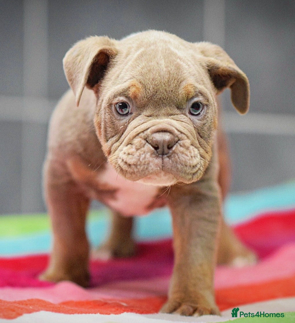 Olde English Bulldogge dogs 23 years experience 5⭐️Rated licensed  - Advert 3