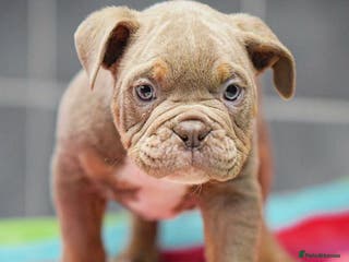 Olde English Bulldogge dogs 23 years experience 5⭐️Rated licensed - Advert 3