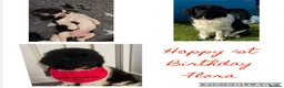 Newfoundland dogs for stud: KC REGISTERED NEWFOUNDLAND STUD HEALTH TESTED  in Basildon - Advert 34