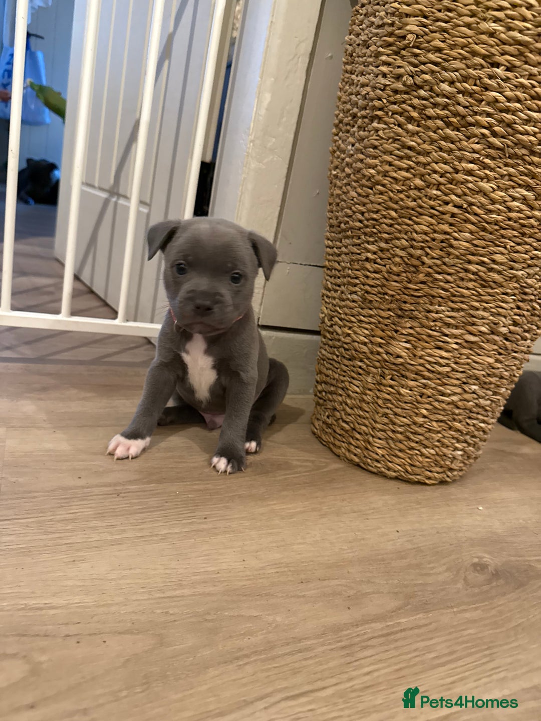 Blue Staffordshire Week Old Staffy Puppy KC REGISTERED BLUE STAFFY