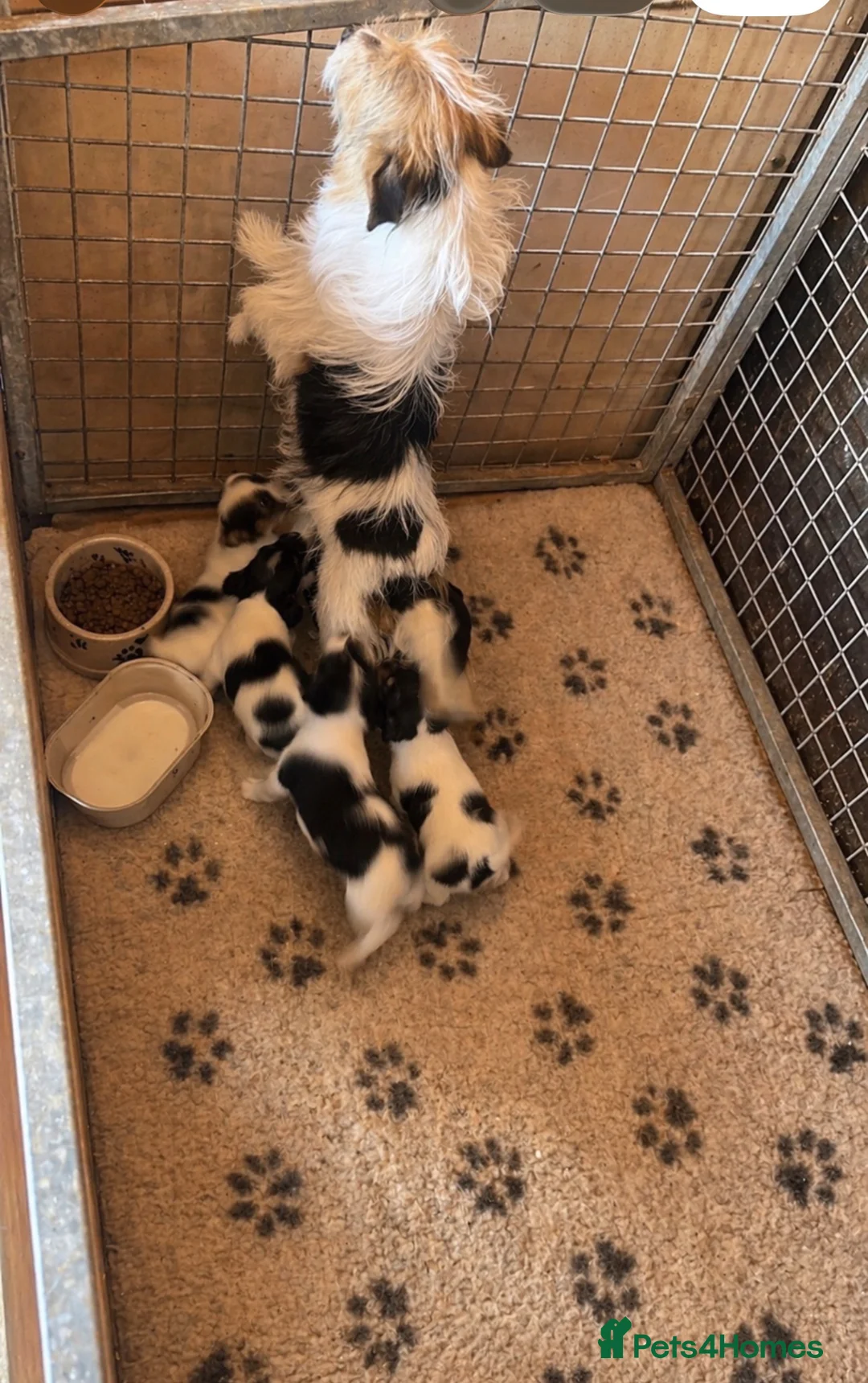 Jack Russell dogs for sale: Jack russell puppy’s  in Gloucester - Advert 1