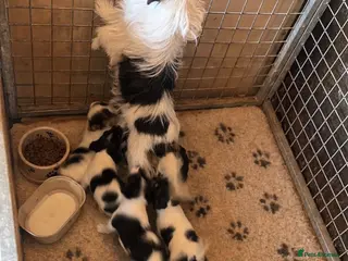 Jack Russell dogs Jack russell puppy’s - Advert 2