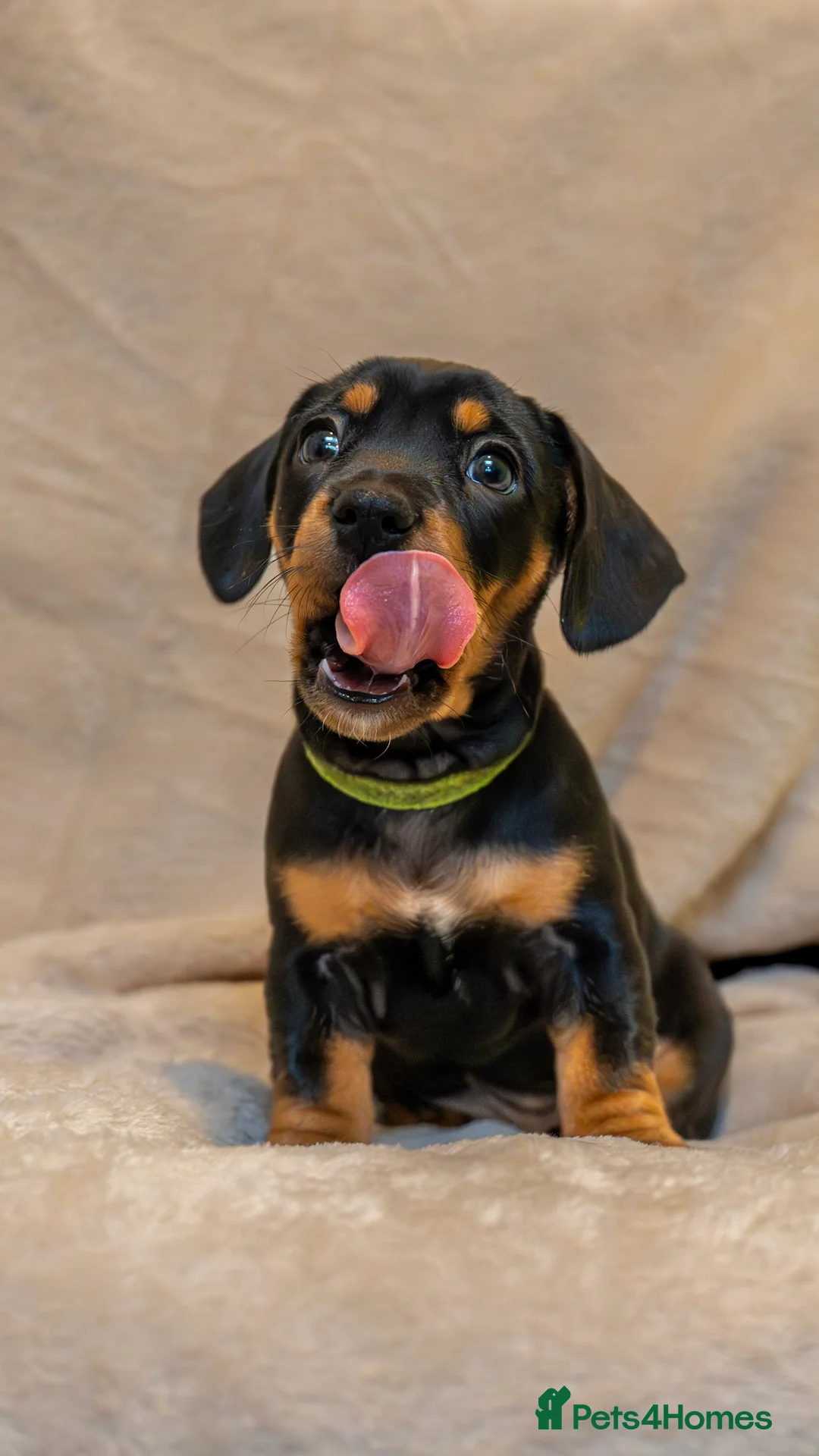 Mixed Breed dogs for sale: French Bull Wieners  - Advert 17