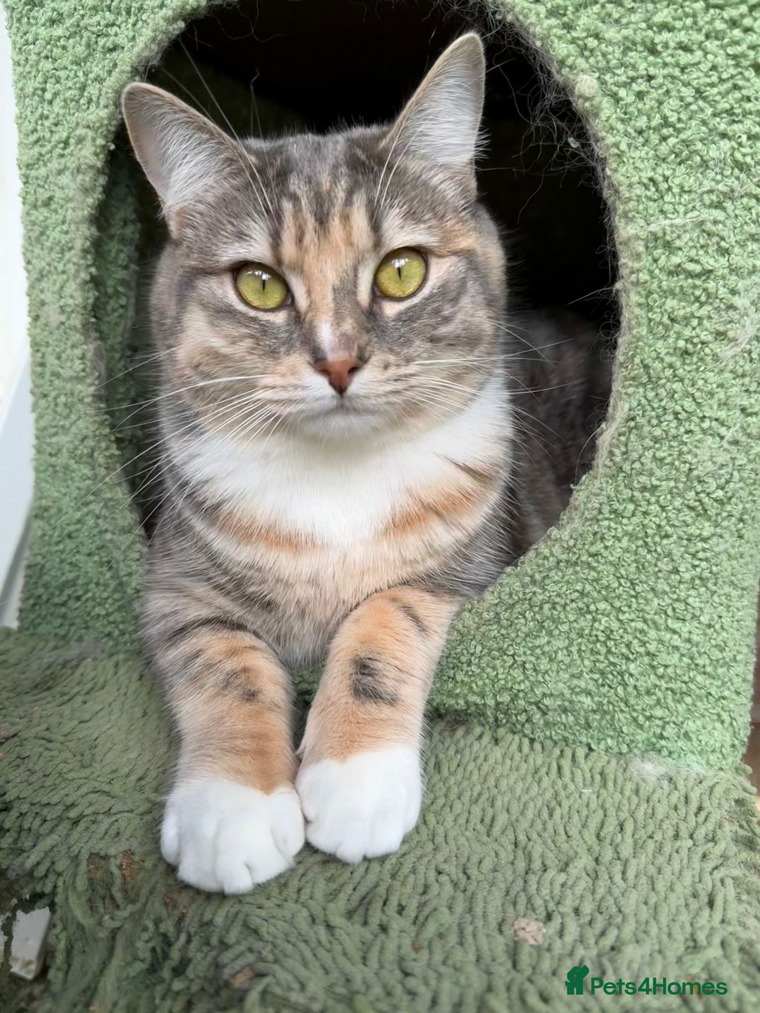 Ragdoll cats Ragdoll cross tabby needs her forever home - Advert 3
