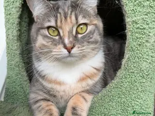 Ragdoll cats Ragdoll cross tabby needs her forever home - Advert 11