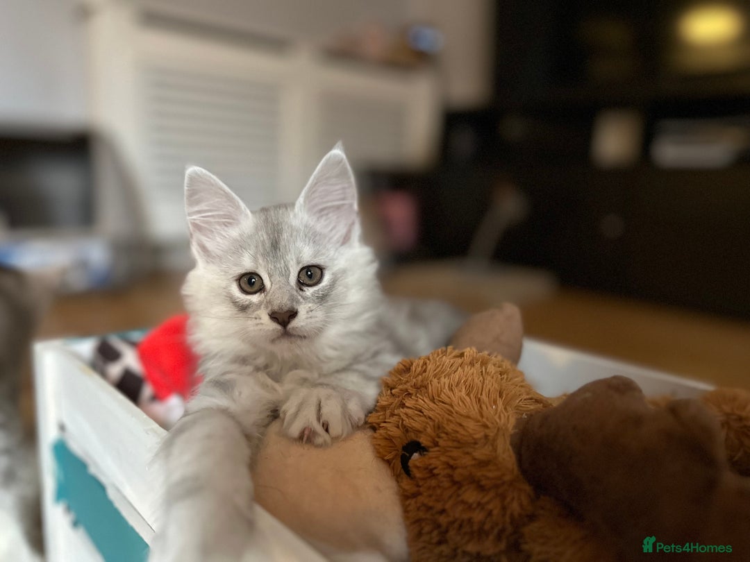 Maine Coon cats for sale: TICA PEDIGREE MAINE COON SHADED KITTENS AVAILABLE - Advert 33