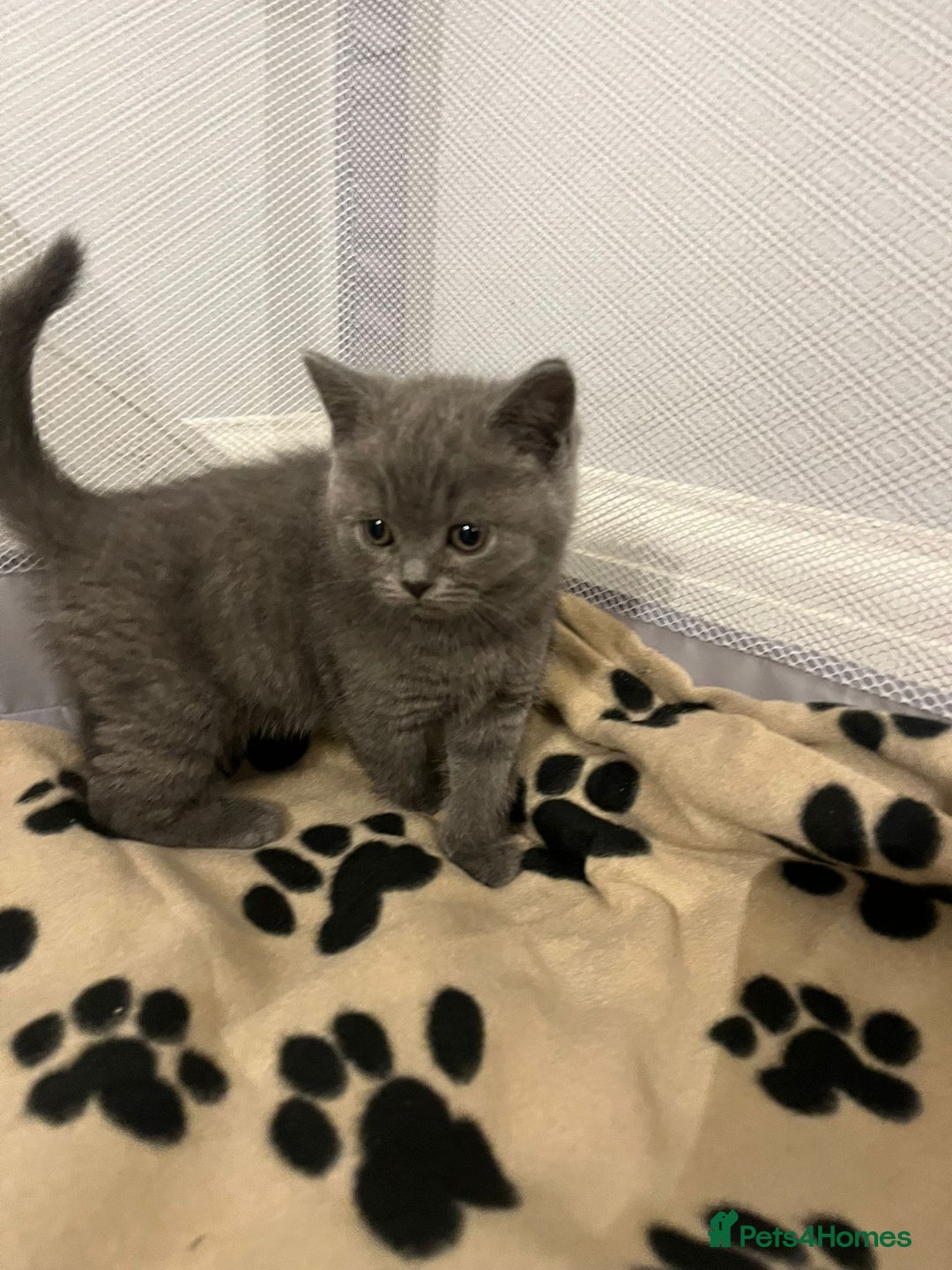 British Shorthair cats for sale: READY NOW!!Pedigree British Short Hair Kittens - Image 21