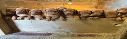 Hungarian Vizsla dogs for sale: Cracking litter of Hungarian vizsla puppies - Advert 4