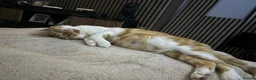 Aegean cats for sale: Aegeans kittens are looking for forever home ❤️ - Advert 6