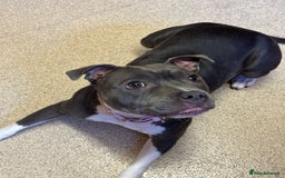 Staffordshire Bull Terrier dogs for stud: Stud wanted for my Female staff - Image 6