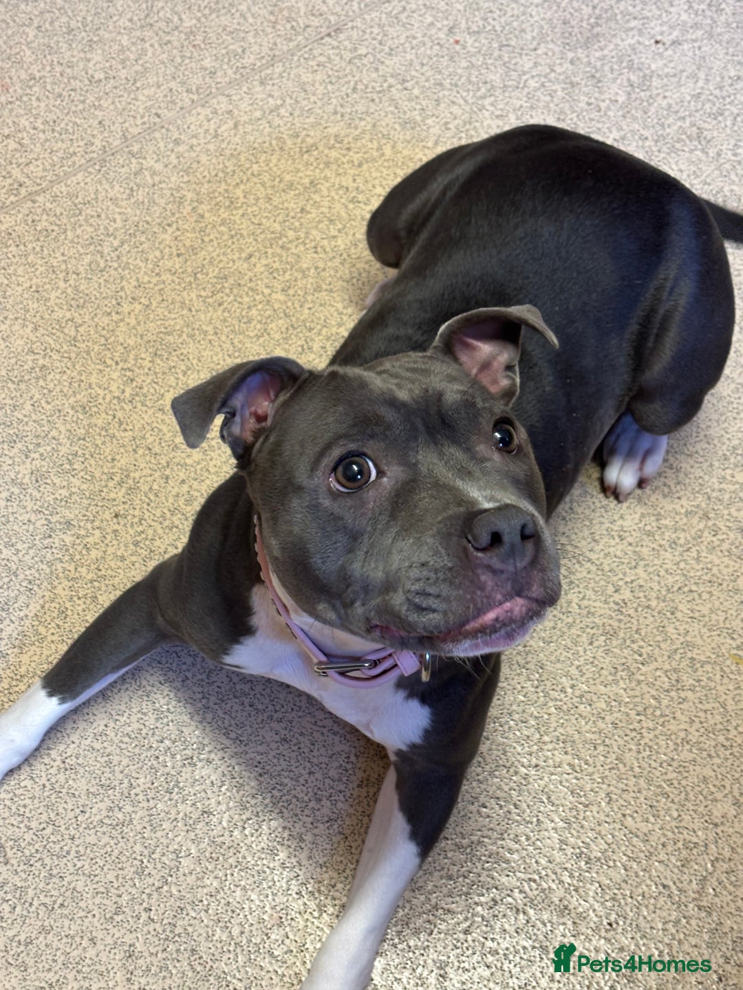 Staffordshire Bull Terrier dogs for stud: Stud wanted for my Female staff - Image 6