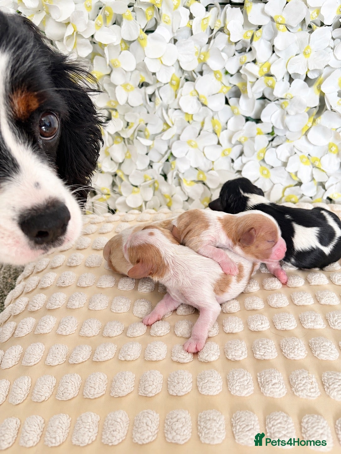 Cavalier King Charles Spaniel dogs ✨ Beautiful KC Cavalier King Charles Puppies ✨ - Advert 5