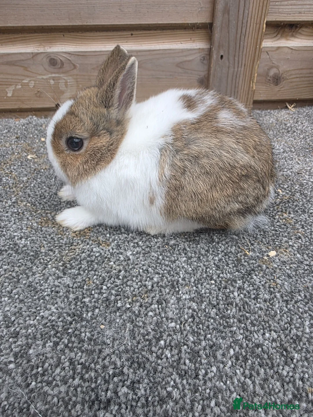 Netherland Dwarf rabbits for sale: Netherland Dwarf kits siamese sable,white, vienna  - Advert 2