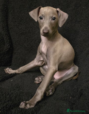 Italian Greyhound dogs - Advert 3