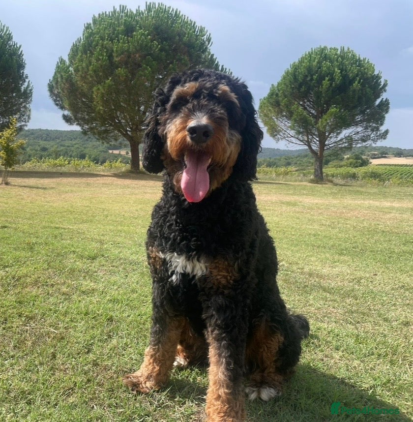 Bernedoodle dogs Bernedoodle Puppies for Sale - Advert 7