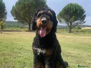 Bernedoodle dogs Bernedoodle Puppies for Sale - Advert 7