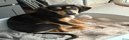 Mixed Breed dogs for adoption: Chrissie  in Newton Abbot - Advert 6