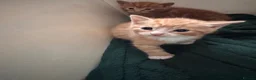 Domestic Shorthair cats for sale: 5 little kitten  - Advert 6