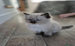 Ragdoll cats for sale: Stunning ragdoll kitten - Image 3