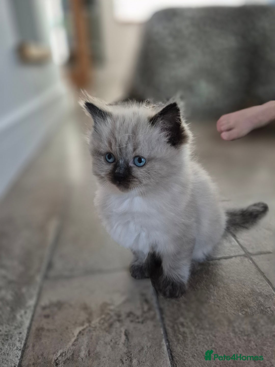 Ragdoll cats for sale: Stunning ragdoll kitten - Image 3