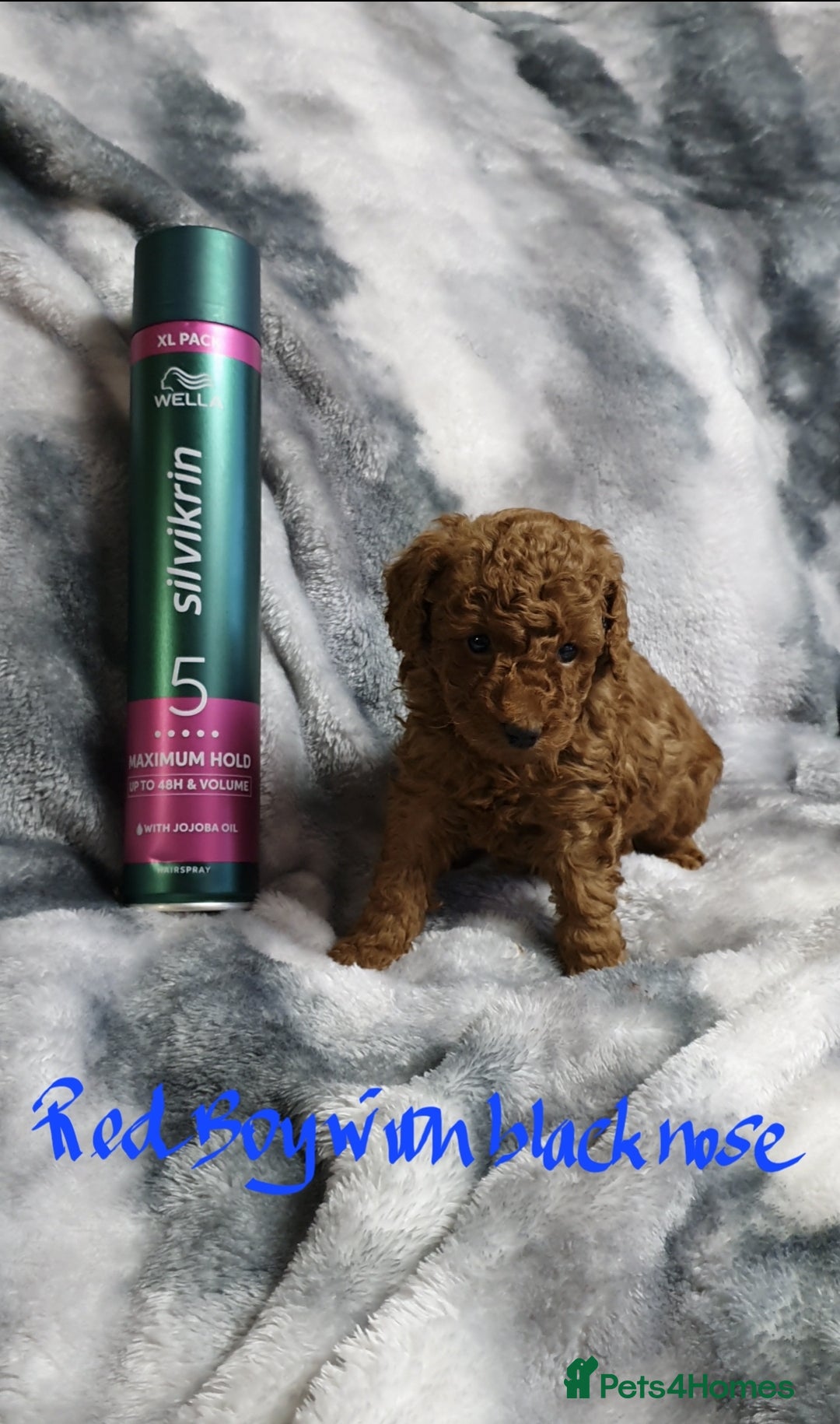 Toy Poodle dogs for sale: ASIAN CHAMPION lineage, KC registered Toy Poodles - Advert 7