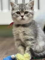 British Shorthair cats - Advert 4
