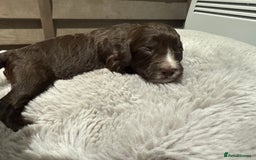 Cockapoo dogs for sale: Miniature f1 Cockapoos puppies - Advert 28