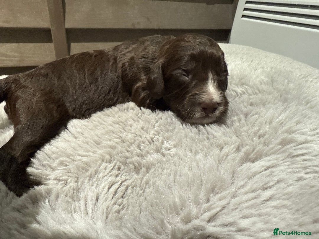 Cockapoo dogs for sale: Miniature f1 Cockapoos puppies - Advert 28