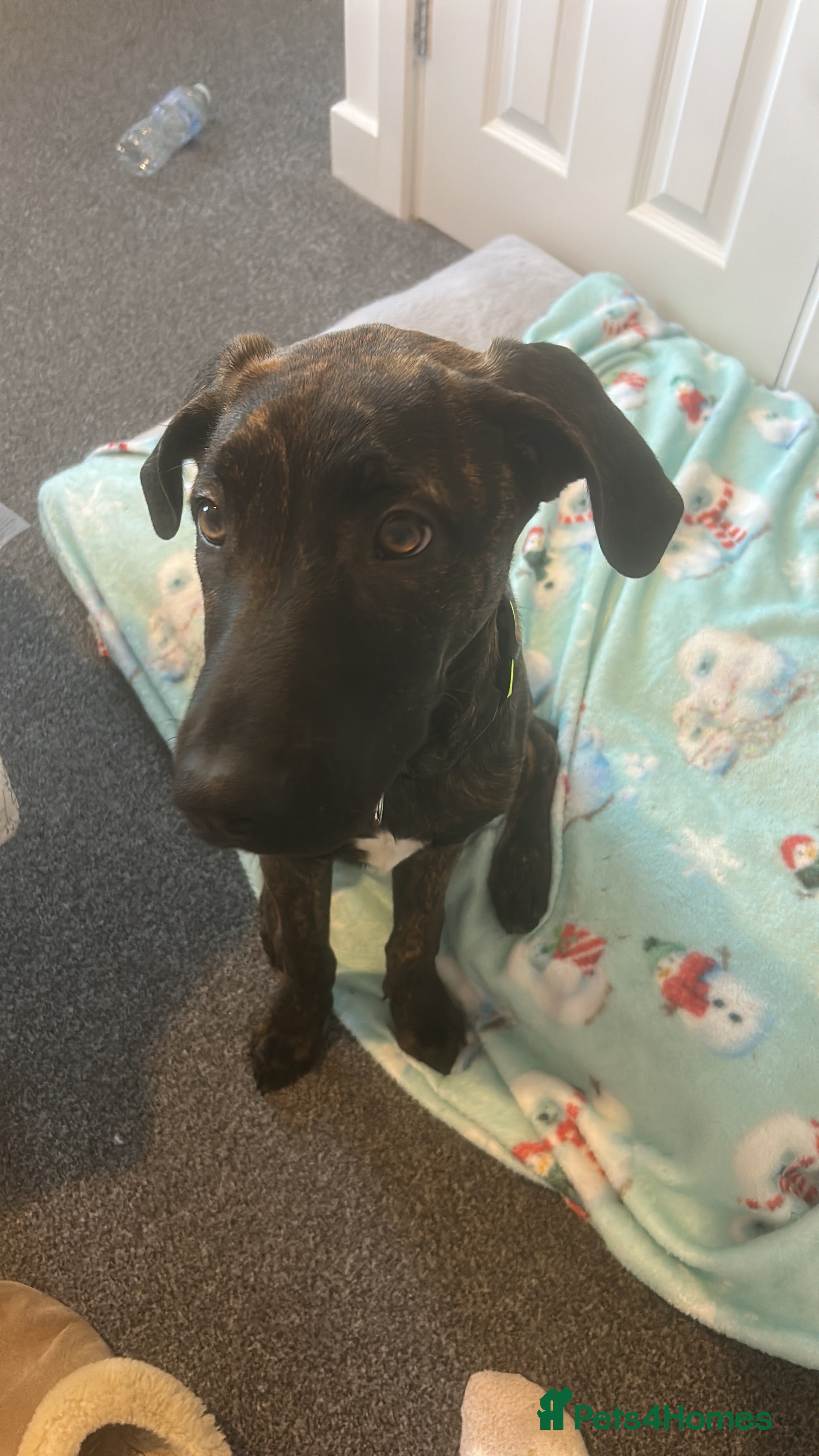 Mixed Breed dogs Meet Bruno  - Advert 2