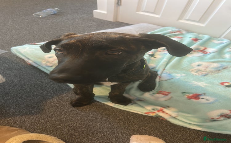 Mixed Breed dogs Meet Bruno  - Advert 1