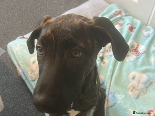 Mixed Breed dogs Meet Bruno - Advert 1