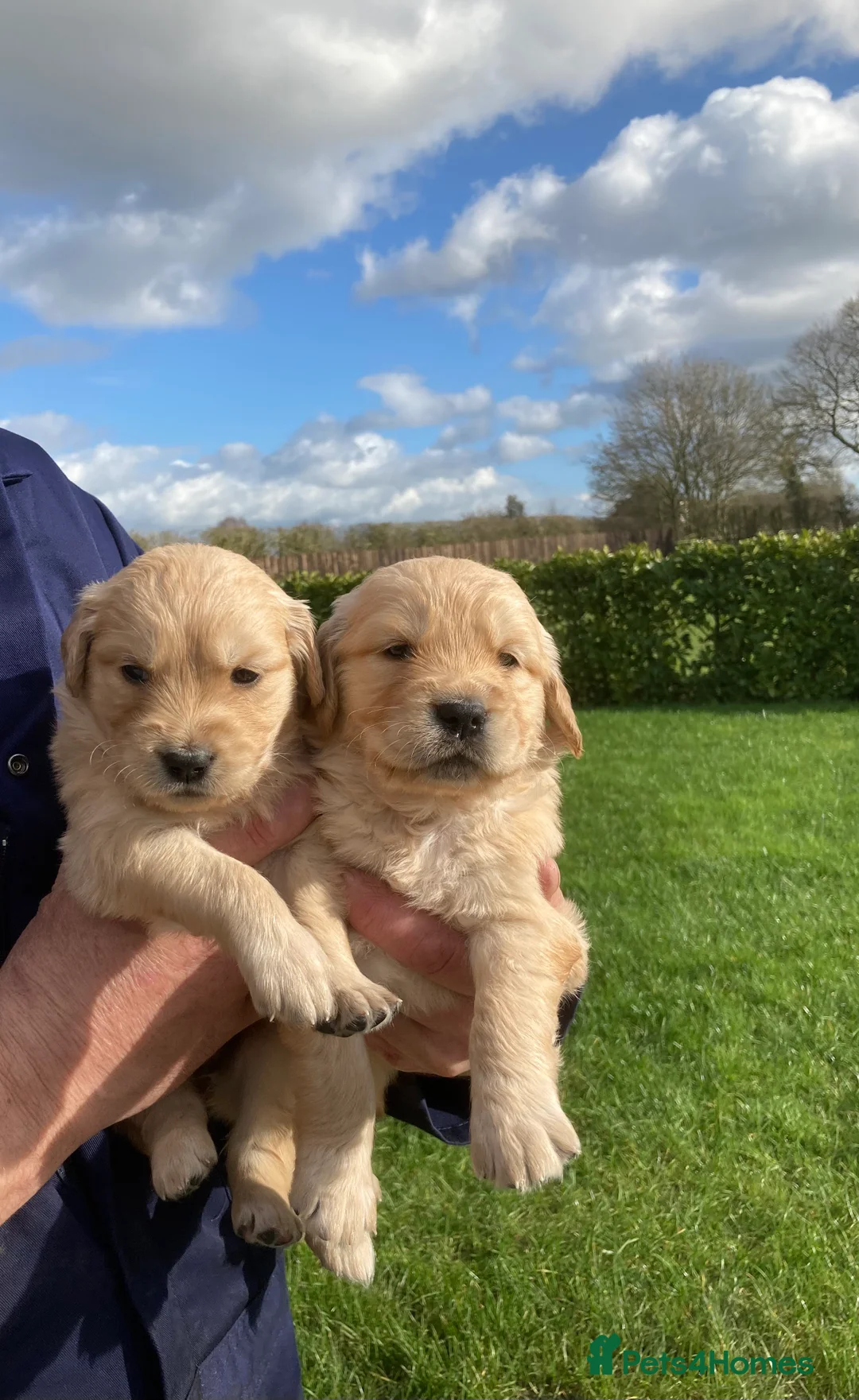 Golden Retriever dogs for sale: Beautiful retriever puppies, KC Reg/Health tested - Advert 1