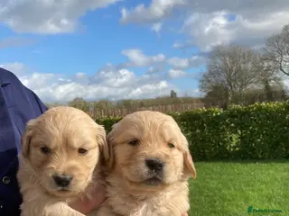 Golden Retriever dogs Beautiful retriever puppies, KC Reg/Health tested - Advert 17