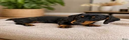 Miniature Dachshund dogs for sale: Beautiful Miniature Dachshund Puppy -KC Registered in Romford - Advert 6