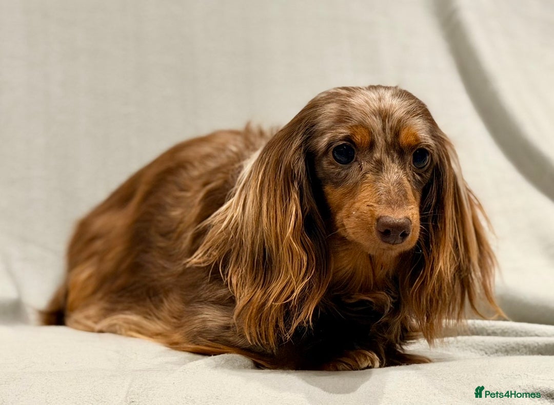 Miniature Dachshund dogs for sale: Long haired dachshund puppie - Advert 2